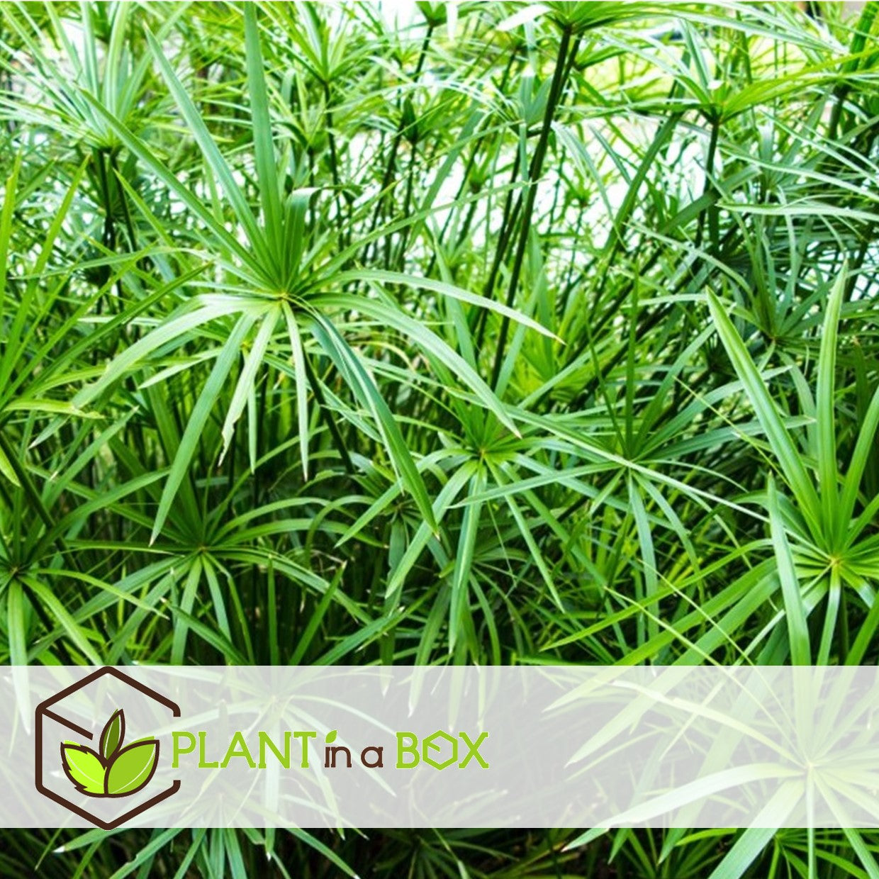 Umbrella Plant - 4 Pcs. - Cyperus Alternifolius - Height 40-50cm - ⌀14cm | Set of 4 | Green