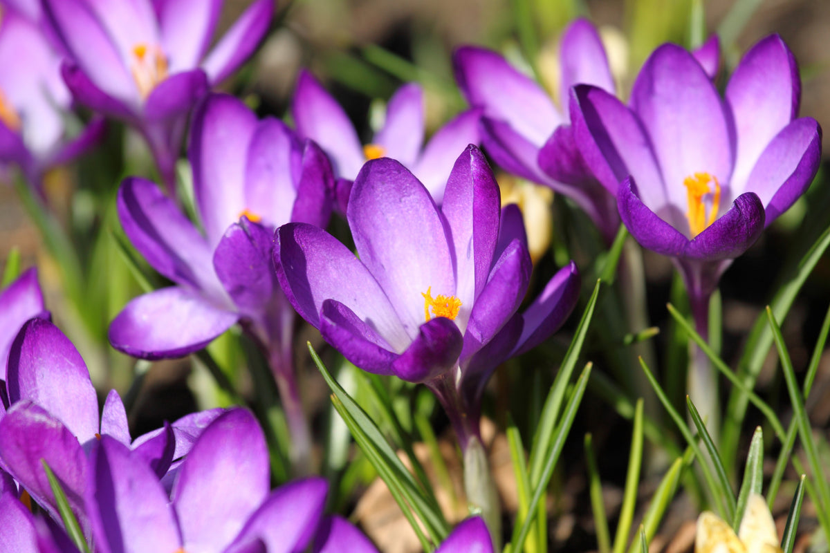 Spring Flowering Bulb Bonanza Collection - 50 Bulbs