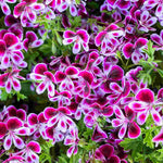 Hayloft Pelargonium Mosquitaway Collection - 3 Young Plants 1 Of Each