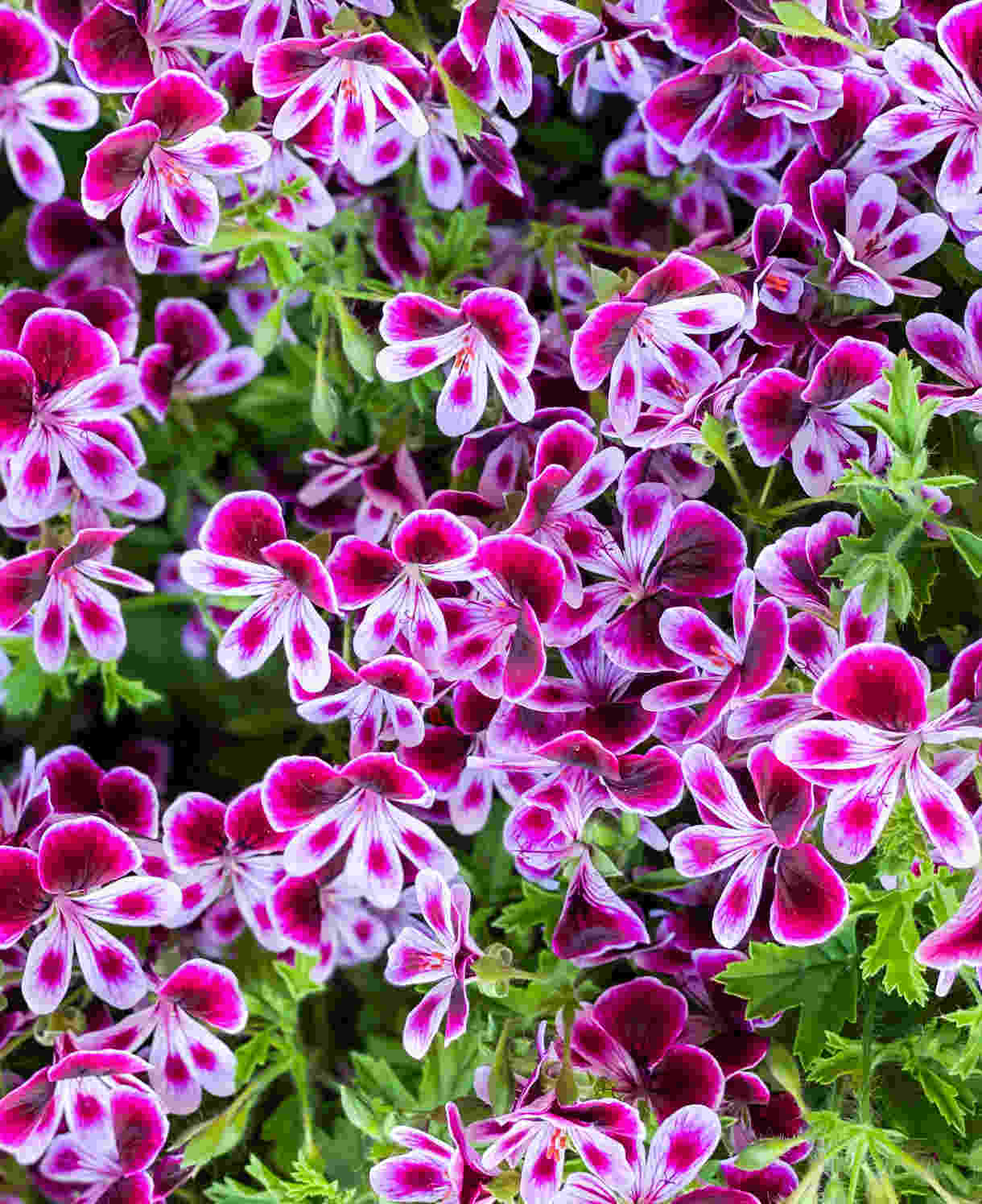 Hayloft Pelargonium Mosquitaway Collection - 3 Young Plants 1 Of Each