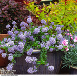 Thompson & Morgan Ceanothus Thrysifolius Repens 9cm Pot