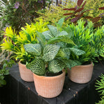 22cm Honey Plant Dark Green In Terracotta Pot