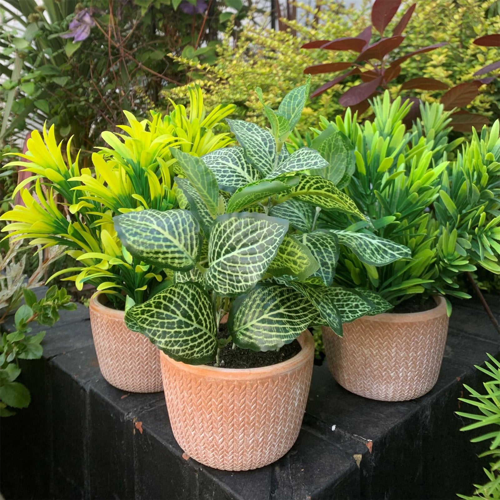 22cm Honey Plant Dark Green In Terracotta Pot
