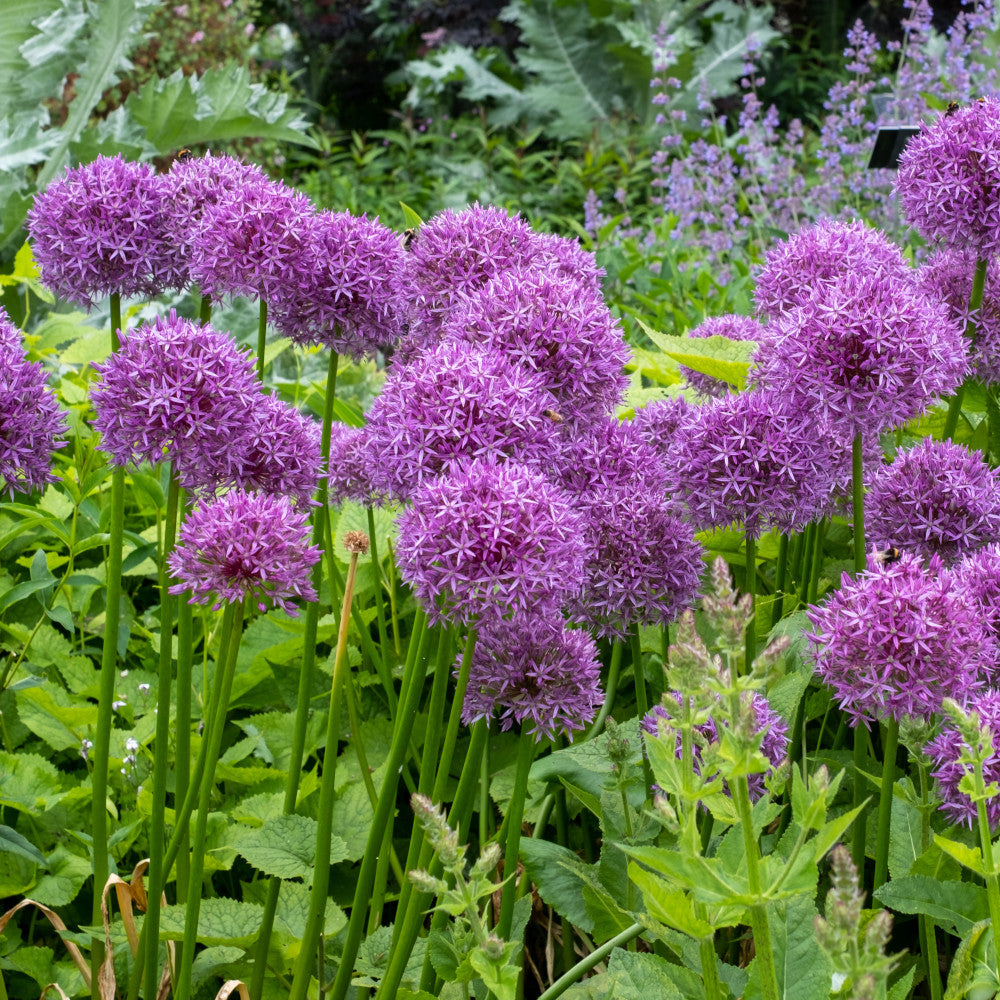 Allium Ultimate Mix - Pack Of 100 Mixed Allium Bulbs