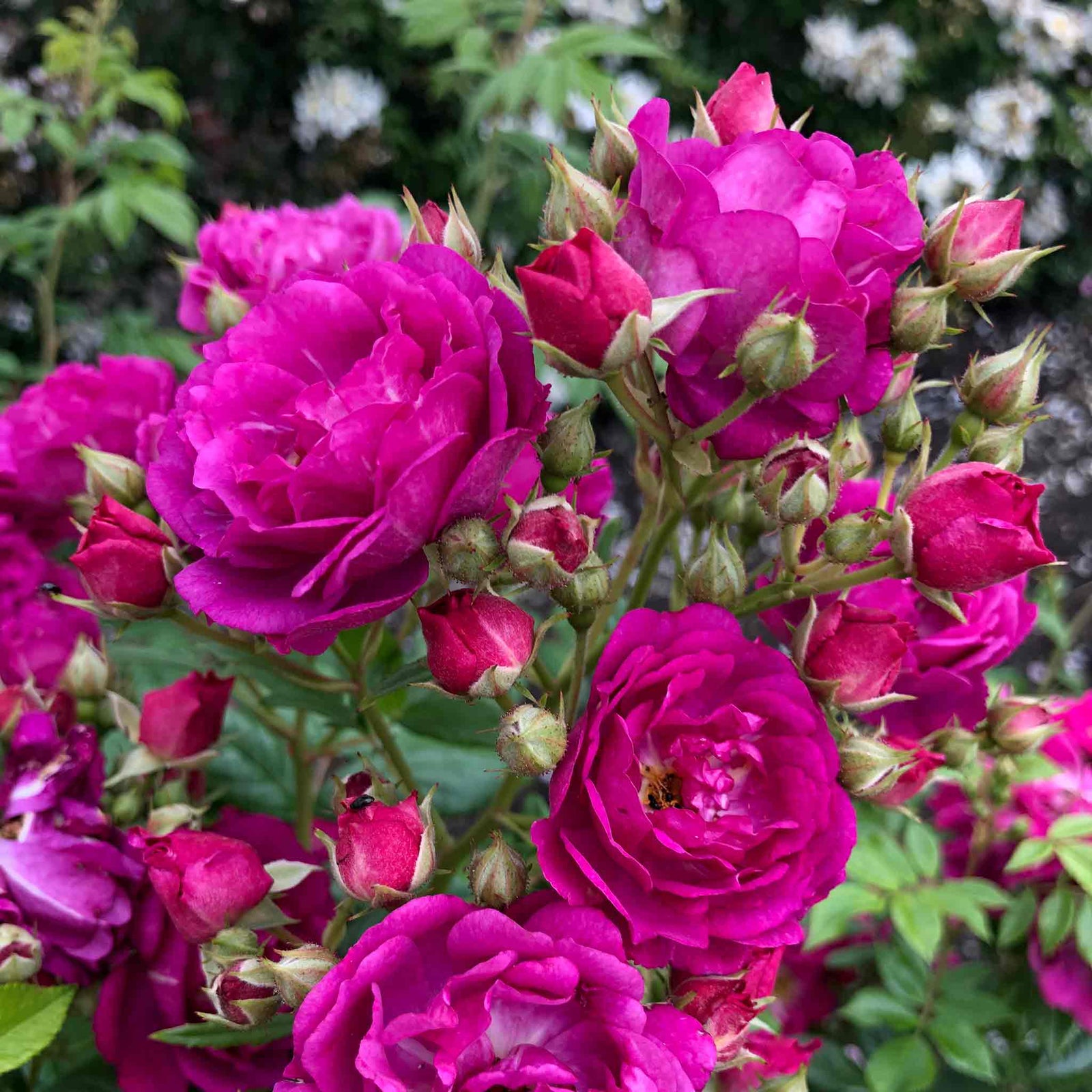 Rose 'siluetta Purple' (repeat-flowering Rambling Rose) Bare Root | Single | Purple