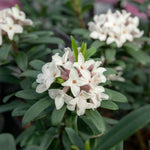 Daphne 'eternal Fragrance' (daphne X Transatlantica) - Long-flowering Fragrant Evergreen | 1 x 5L | Green & Pink