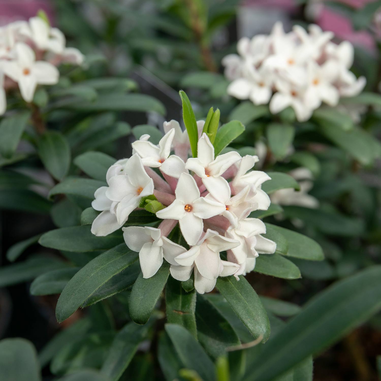 Daphne 'eternal Fragrance' (daphne X Transatlantica) - Long-flowering Fragrant Evergreen | 1 x 5L | Green & Pink