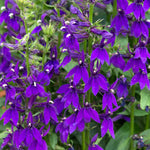 Lobelia 'starship Blue' | 1 x 2L | Multi