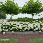 Hydrangea Strong Annabelle 3 Litre Pot | Set-of-2
