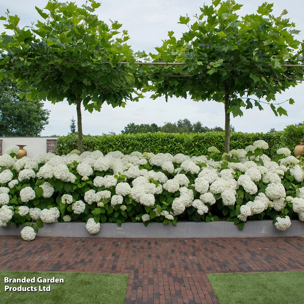 Hydrangea Strong Annabelle 3 Litre Pot | Set-of-2