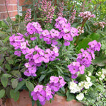 Hayloft Erysimum Collection - Plug Plants