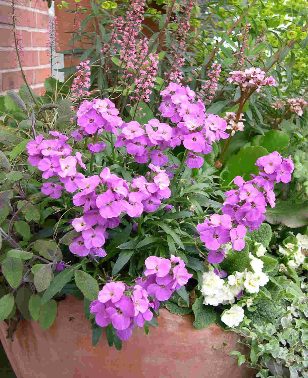Hayloft Erysimum Collection - Plug Plants