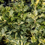 Osmanthus Heterophyllus 'goshiki' Variegated Evergreen Shrub | 1 x 3L | Multi