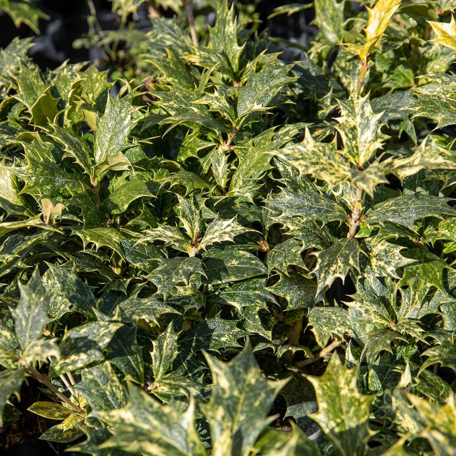 Osmanthus Heterophyllus 'goshiki' Variegated Evergreen Shrub | 1 x 3L | Multi