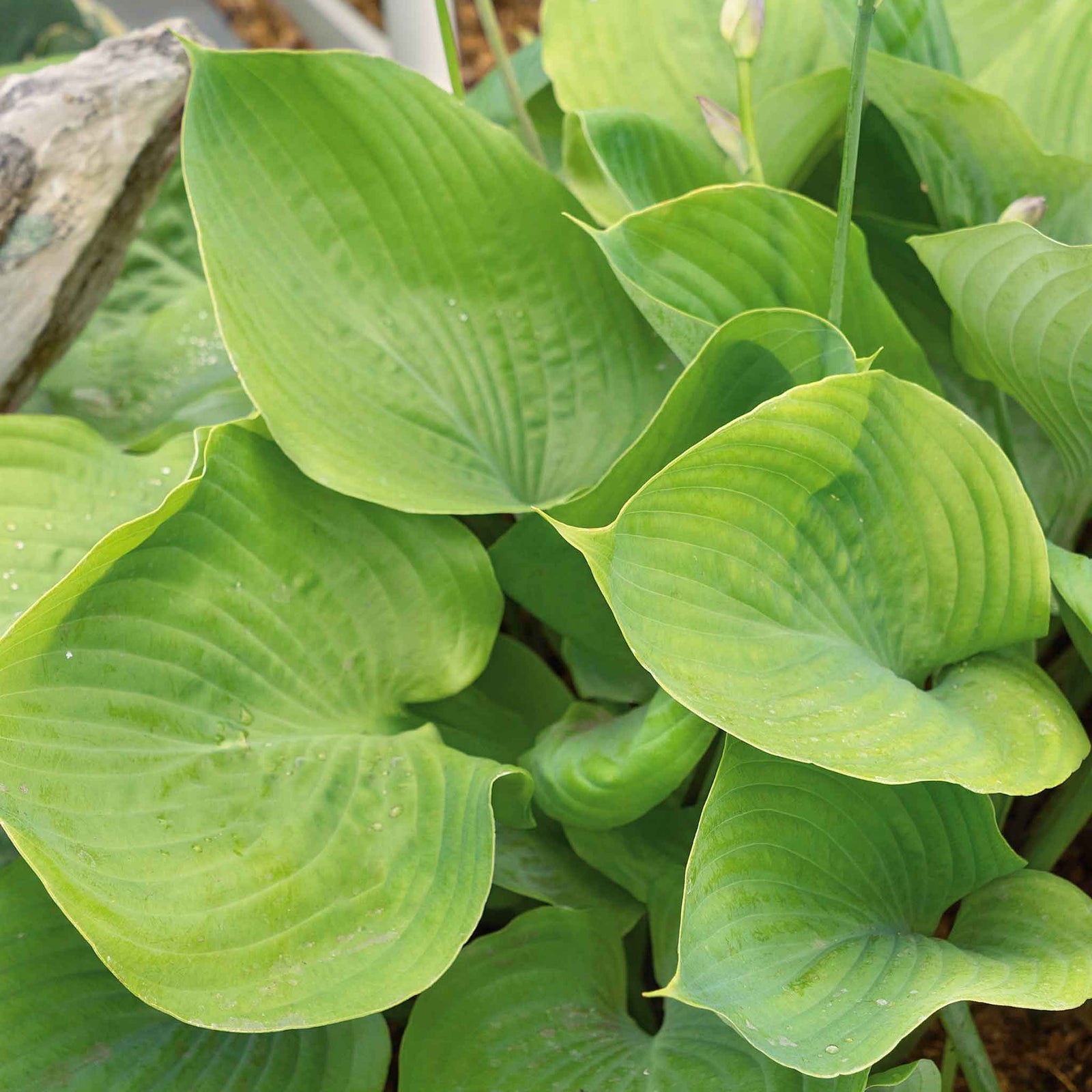 Hosta Slug Resistant Collection, 3 Bare Roots | 3 x Bare Root | Chartreuse