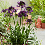 Agapanthus 'blackjack' – Rhs Chelsea Plant Of The Year 2023 | Set of 1