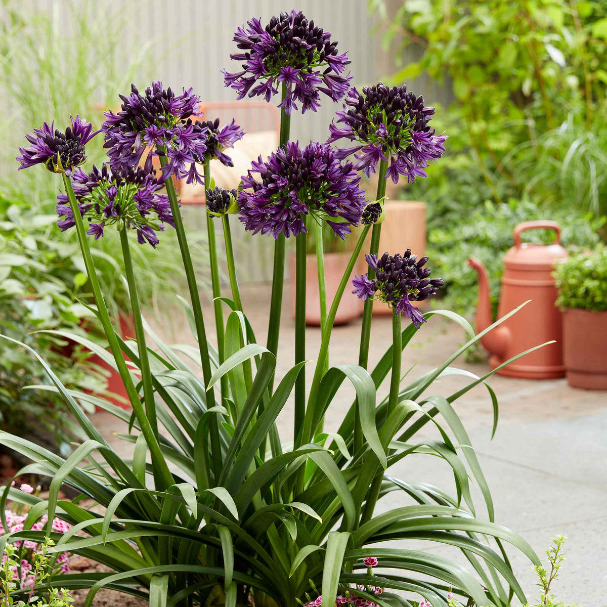 Agapanthus 'blackjack' – Rhs Chelsea Plant Of The Year 2023 | Set of 1