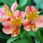 Exclusive Summer Sizzling Alstroemeria Collection - 3 x 9cm pots