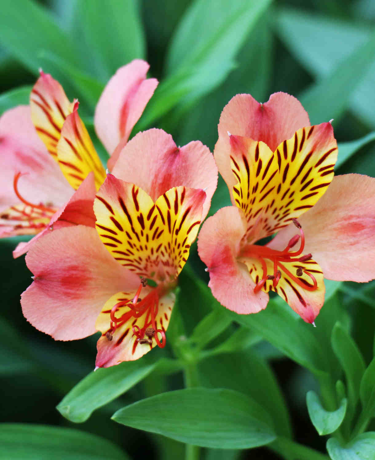 Exclusive Summer Sizzling Alstroemeria Collection - 3 x 9cm pots