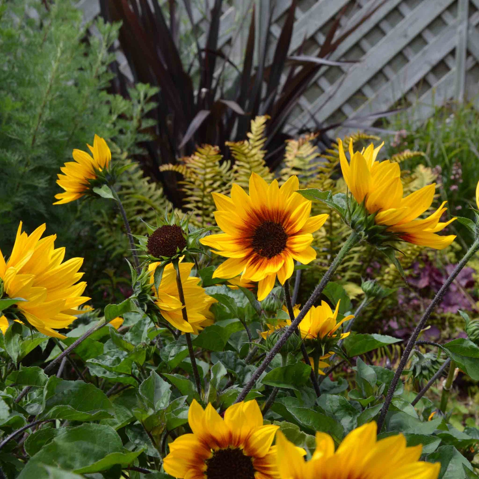 Sunflower 'sunbelievable Brown Eyed Girl' Compact Seedless Patio Variety Plug Plant | Set-of-1 | Yellow