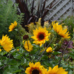 Sunflower 'sunbelievable Brown Eyed Girl' Compact Seedless Patio Variety Plug Plant | Set of 1 | Yellow