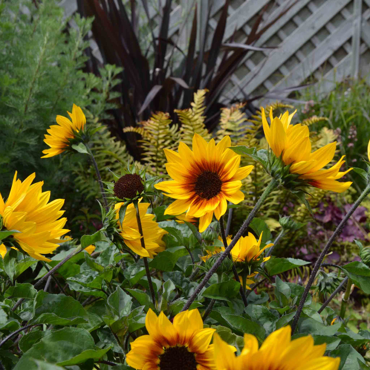 Sunflower 'sunbelievable Brown Eyed Girl' Compact Seedless Patio Variety Plug Plant | Set of 1 | Yellow