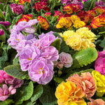 Primula Belarina Mix - 15 Young Plants