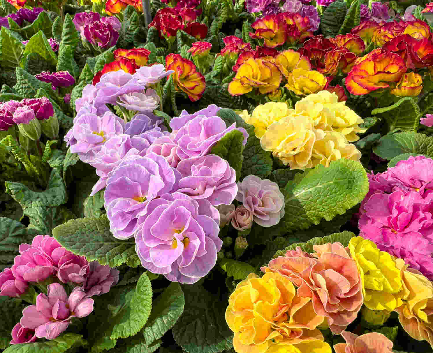 Primula Belarina Mix - 15 Young Plants