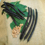 Climbing French Bean Cosse Violette (12 Garden-ready Plugs) | 12 x Garden Ready Plants | Multi