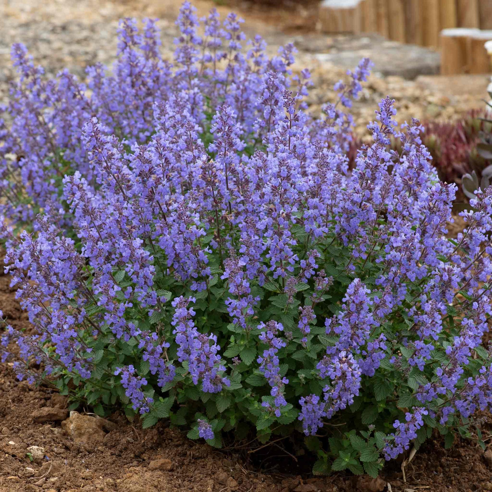 Nepeta 'purssian Blue' — Rhs Award Of Garden Merit, Pollinator-friendly Perennial | 6 x 3 x 2m | Blue