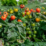 Red Alert F1 Cherry Tomato Seeds - Extra-early Compact | 25 Seeds