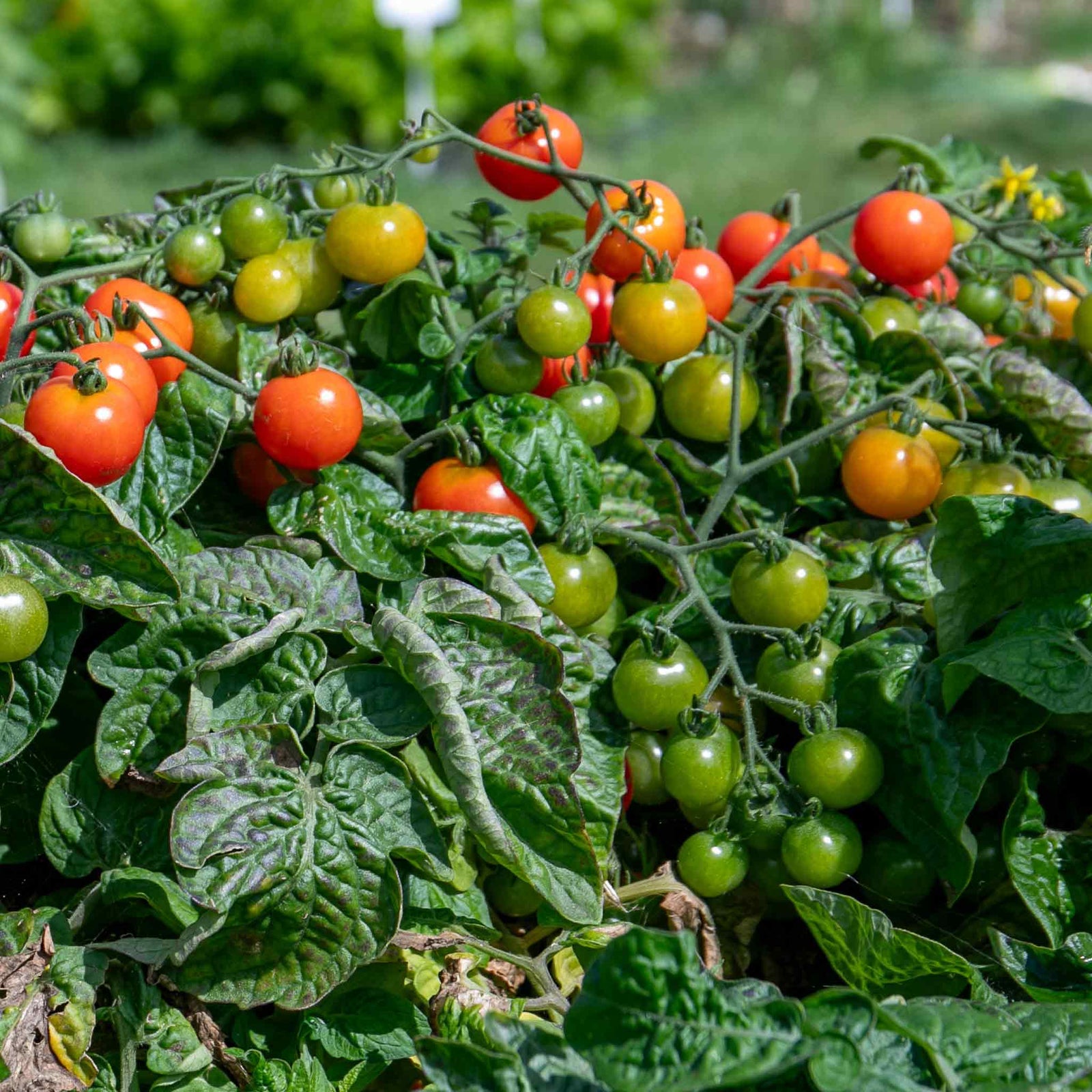 Red Alert F1 Cherry Tomato Seeds - Extra-early Compact | 25 Seeds