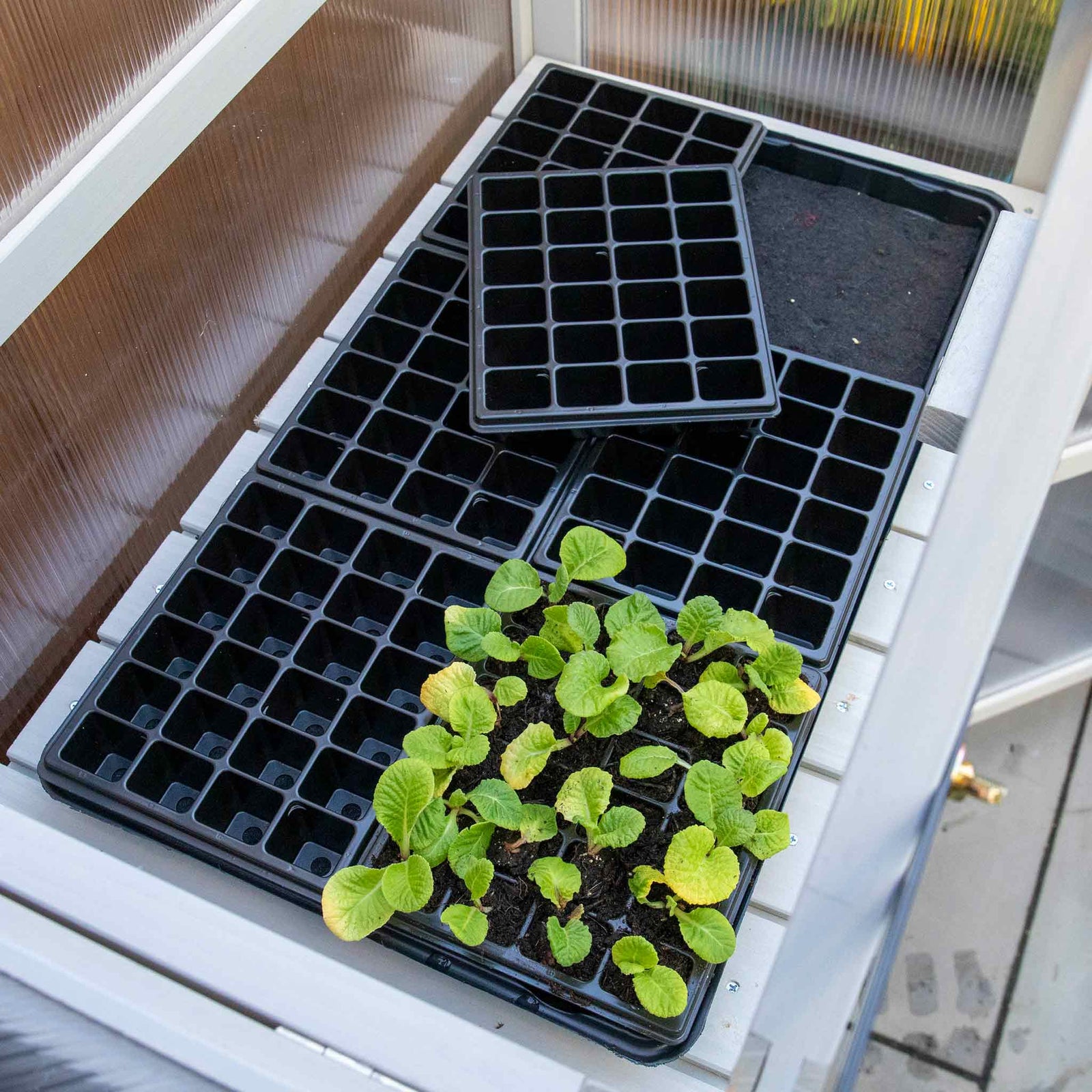 Wooden Growhouse Dove Grey With Uv Polycarbonate Glazing And Adjustable Shelves | Dove Grey