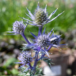 Eryngium 'picos Amethyst' Plants | 1 x 9cm | Multi