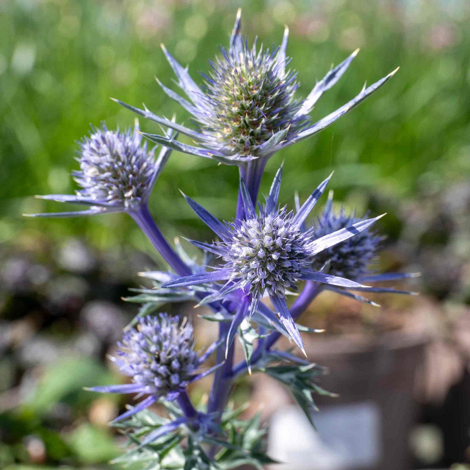 Eryngium 'picos Amethyst' Plants | 3 x 9cm | Multi