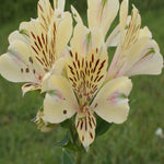 Hayloft Alstroemeria Pitchoune 'noah' - 3 x 9cm Pots