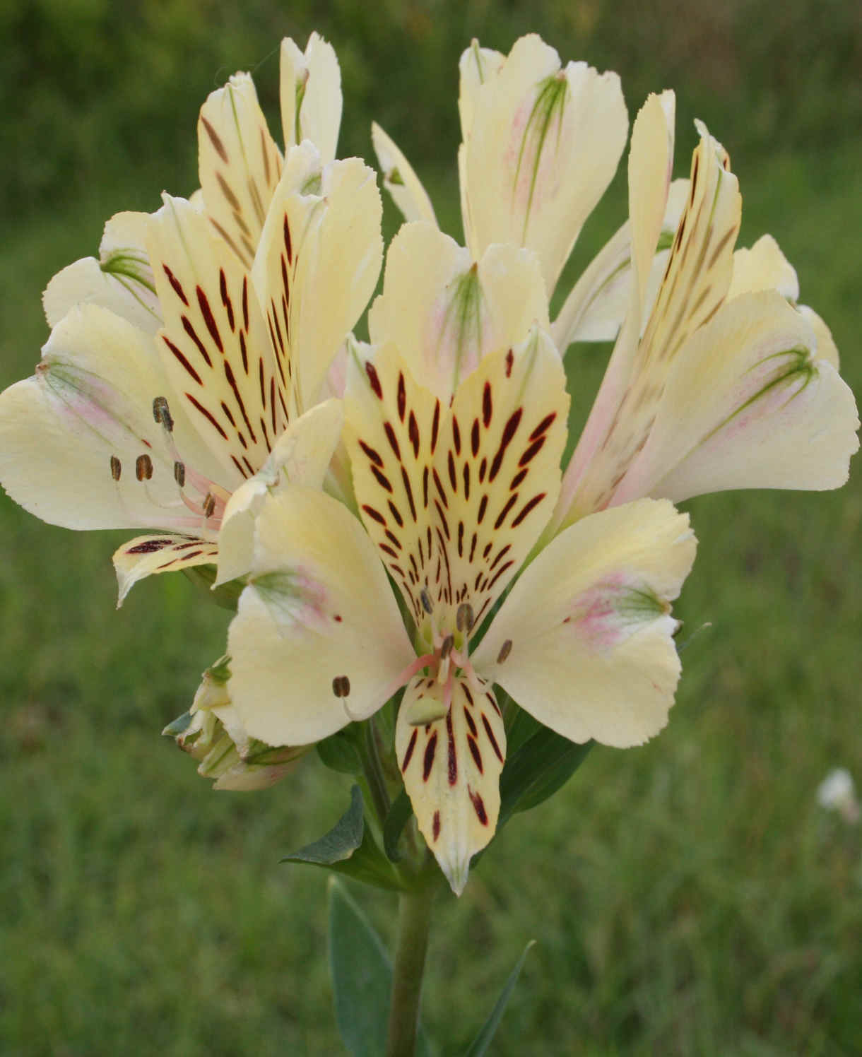 Hayloft Alstroemeria Pitchoune 'noah' - 3 x 9cm Pots