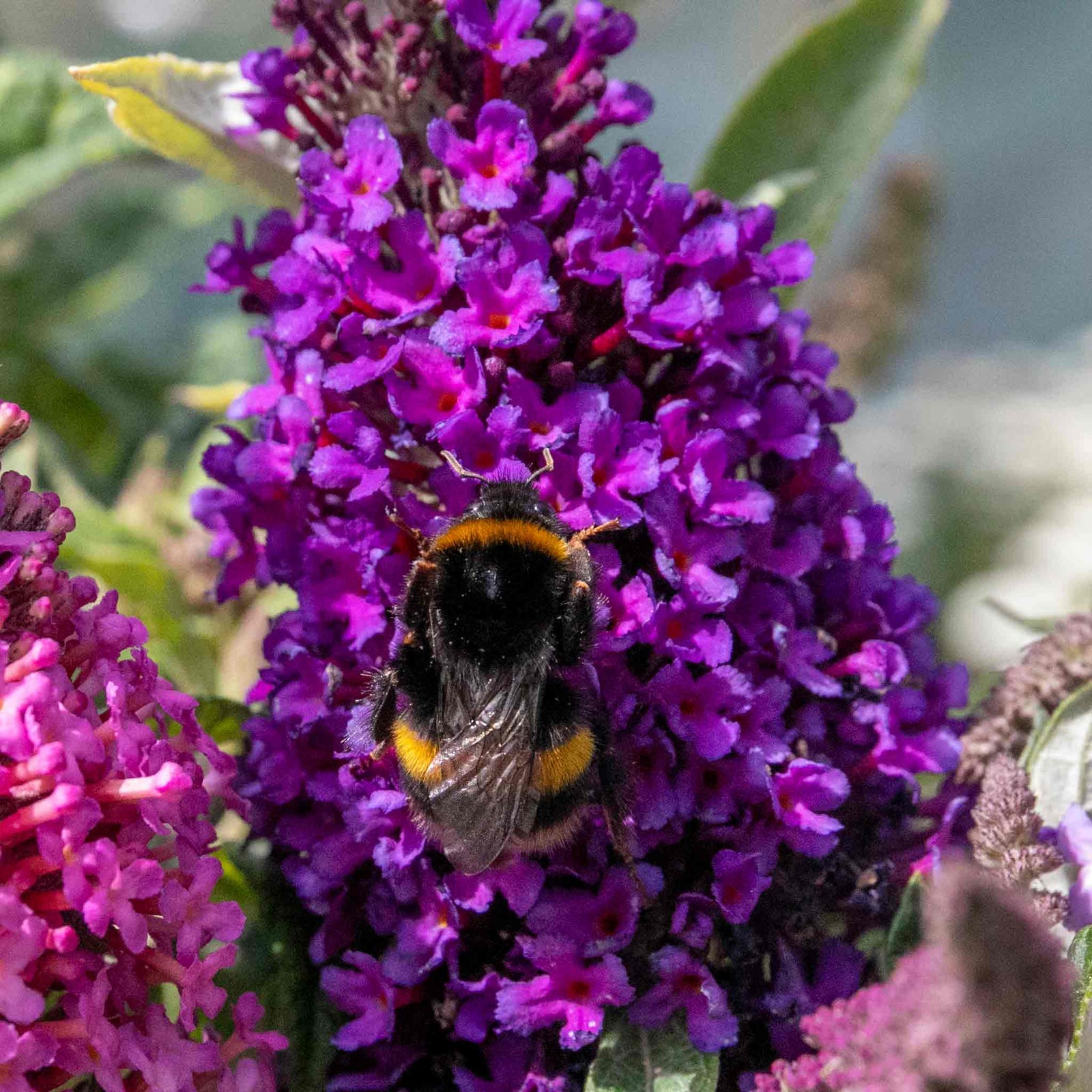 Buddleja 'candy Little Purple' (dwarf Butterfly Bush) | 1 x 3L | Purple