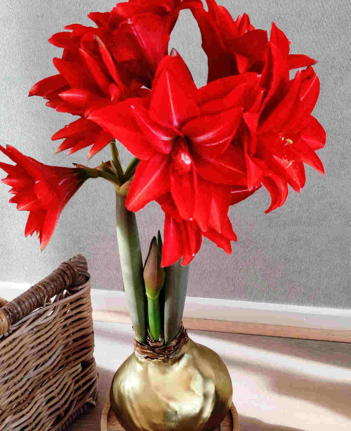 Monumental Amaryllis - Giant Double-flowered Christmas Amaryllis | Set of 2
