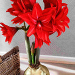 Monumental Amaryllis - Giant Double-flowered Christmas Amaryllis | Set-of-2