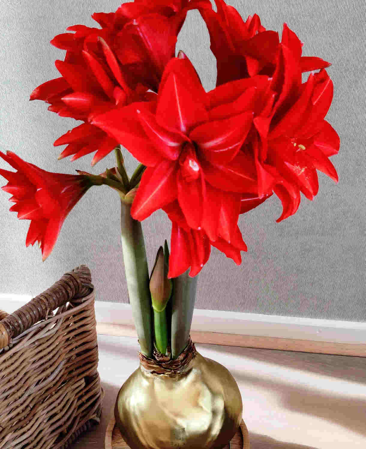 Monumental Amaryllis - Giant Double-flowered Christmas Amaryllis | Set-of-2