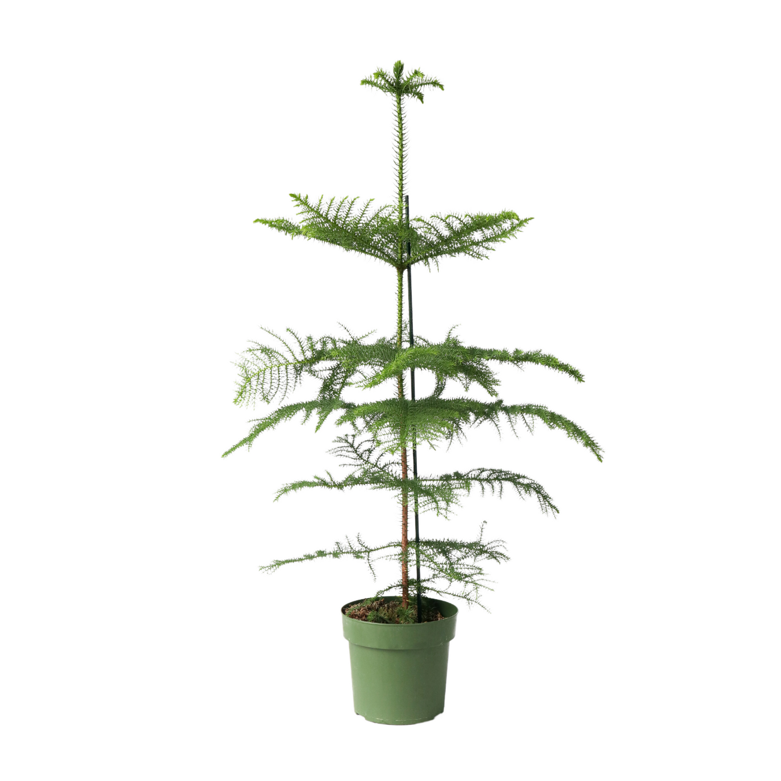 Norfolk Island Pine - Araucaria Heterophylla - Height 70-80cm - ⌀21cm | Set-of-1 | Green
