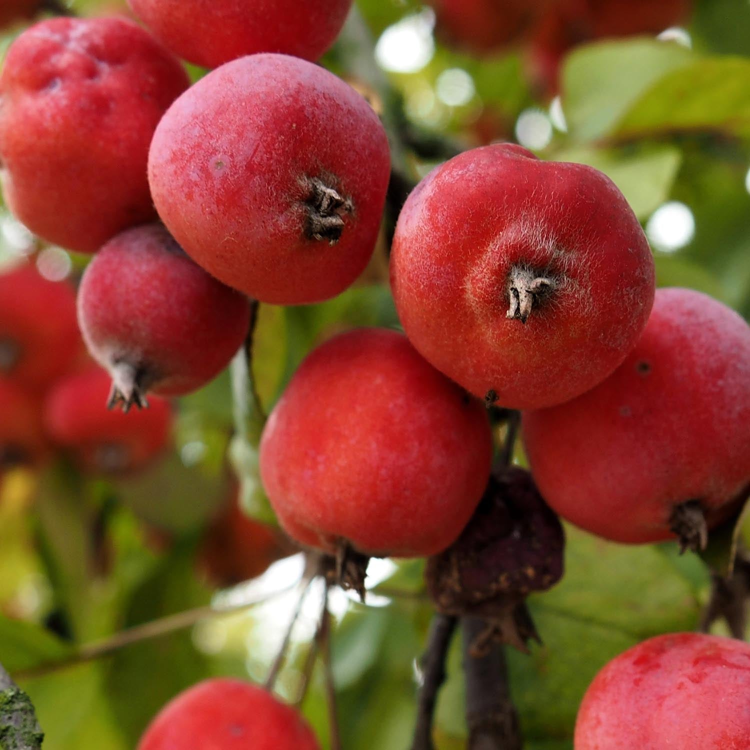 Crab Apple Tree 'jelly King', Large Orange-pink Fruit, Bare-root, Mm106 | 1 x Bare Root | Coral Pink