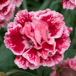 Dianthus 'pinks Scent First Sugar Plum' - Fragrant Compact Perennial Plug Plants | Set of 3 | Pink