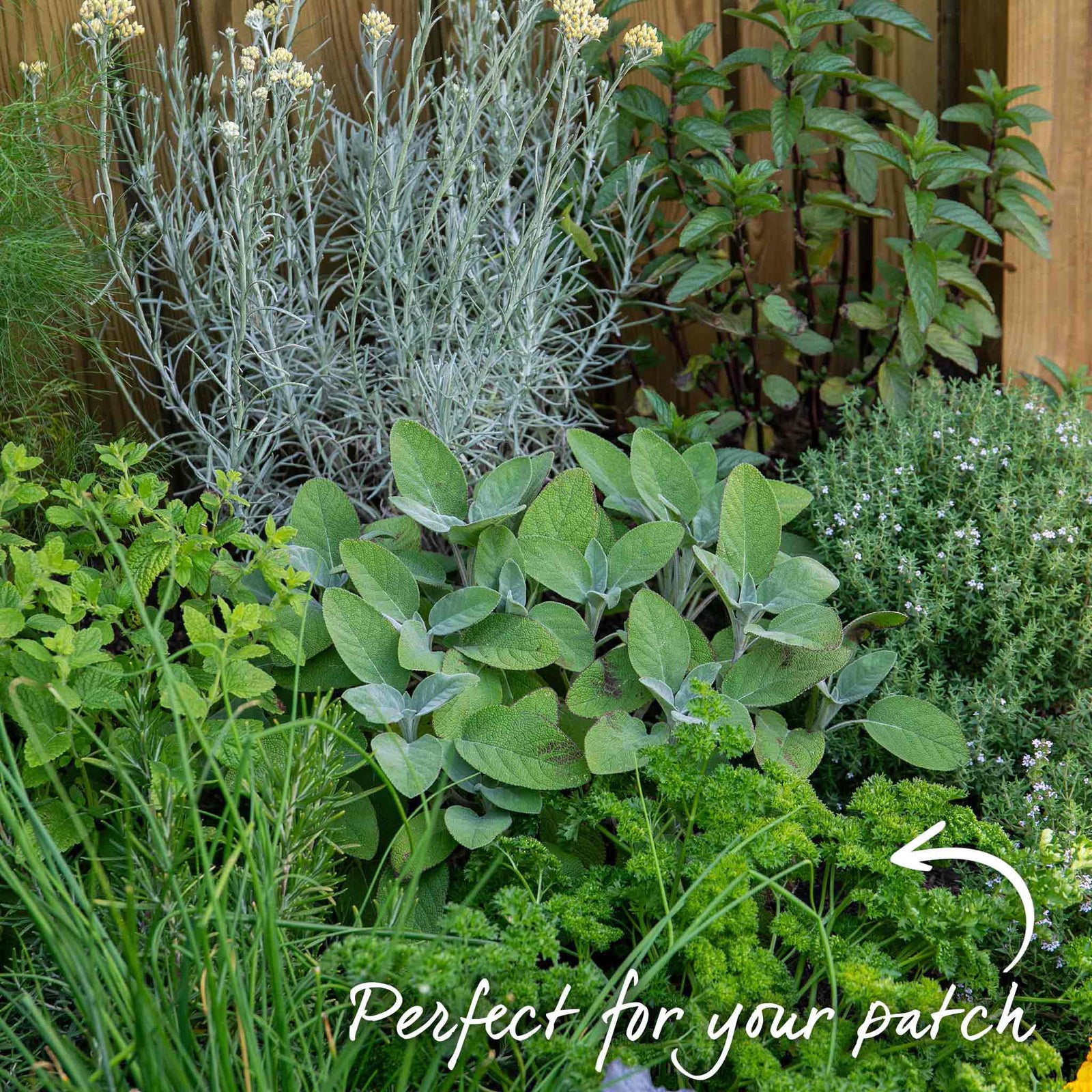 Parsley 'moss Curled' Plant 35 Cm Biennial | 1L | Dark Green