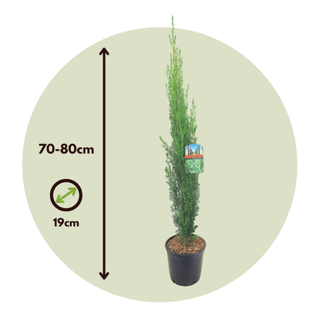 Italian Cypress - Cupressus Sempervirens - Height 70-80cm - ⌀19cm | Set-of-1 | Green