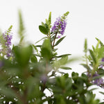 Evergreen Shrub - 3 Pcs. - Hebe All Blooms 'siara' - Height 30-35cm - ⌀13cm | Set of 3 | Blue