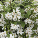 Philadelphus Belle Etoile 9cm Pot | Set of 3