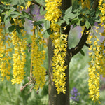 Laburnum Vossii Golden Rain Tree Large 5-6ft