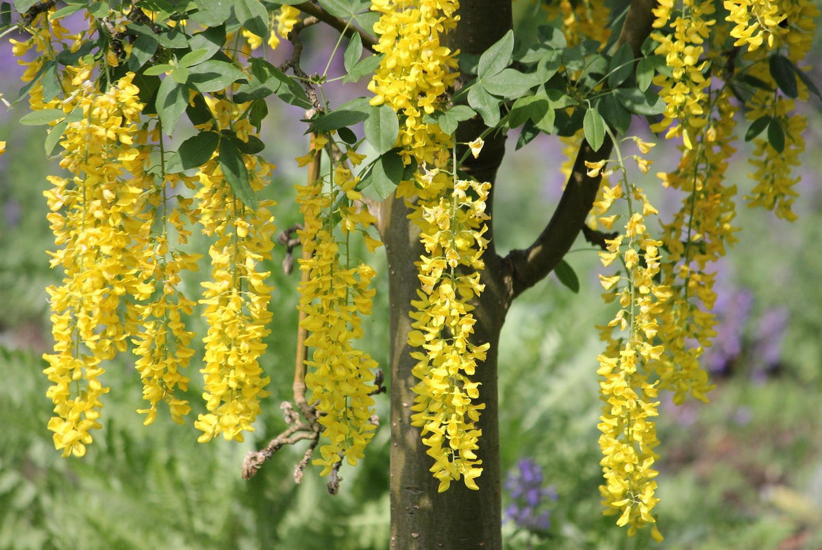 Laburnum Vossii Golden Rain Tree Large 5-6ft